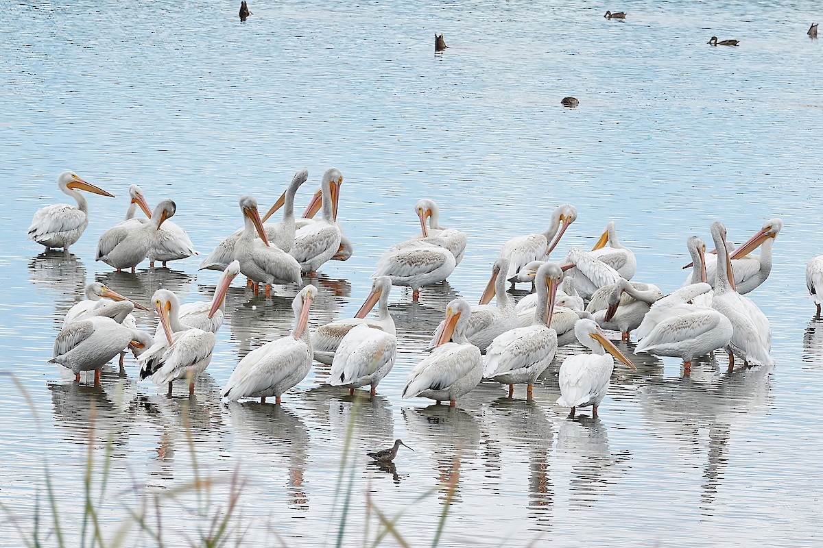 American White Pelican - ML622712395