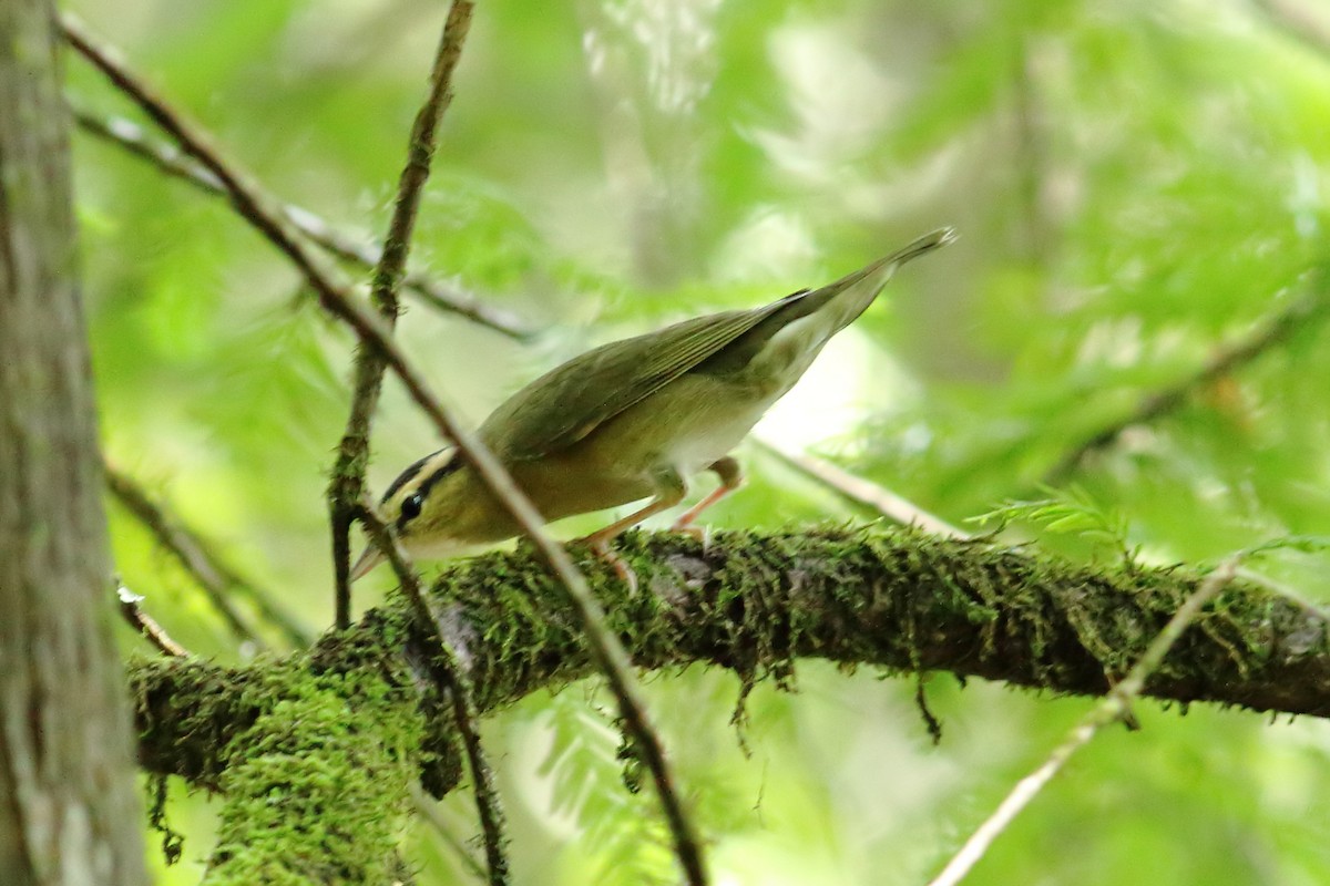 Worm-eating Warbler - ML622712400