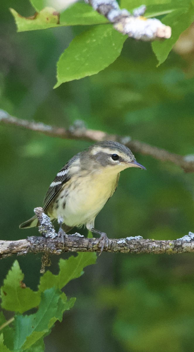 Blackburnian Warbler - ML622712500