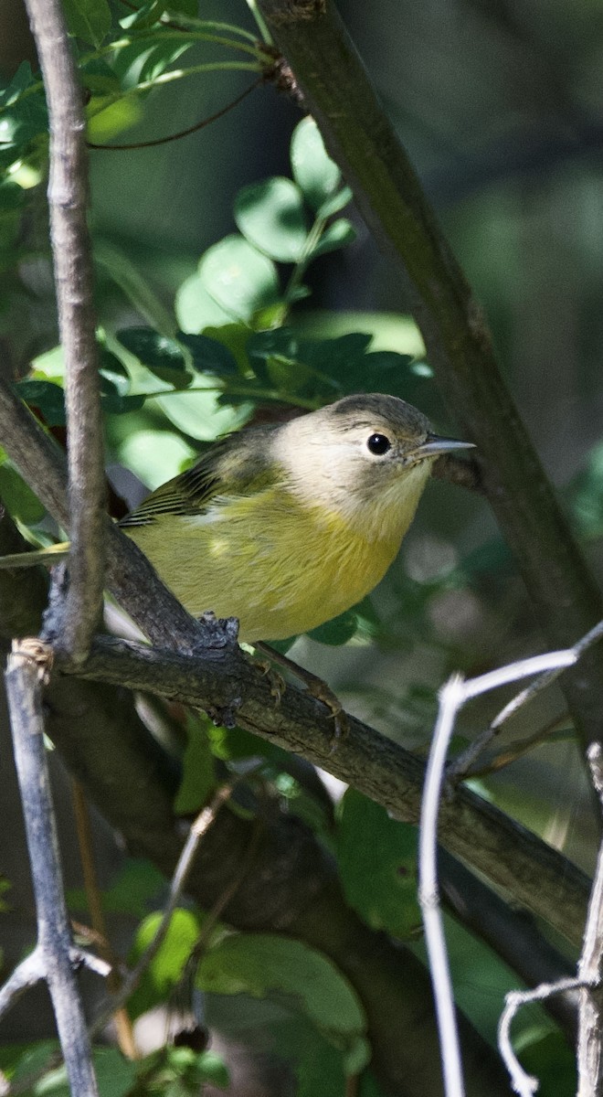 Nashville Warbler - ML622712504