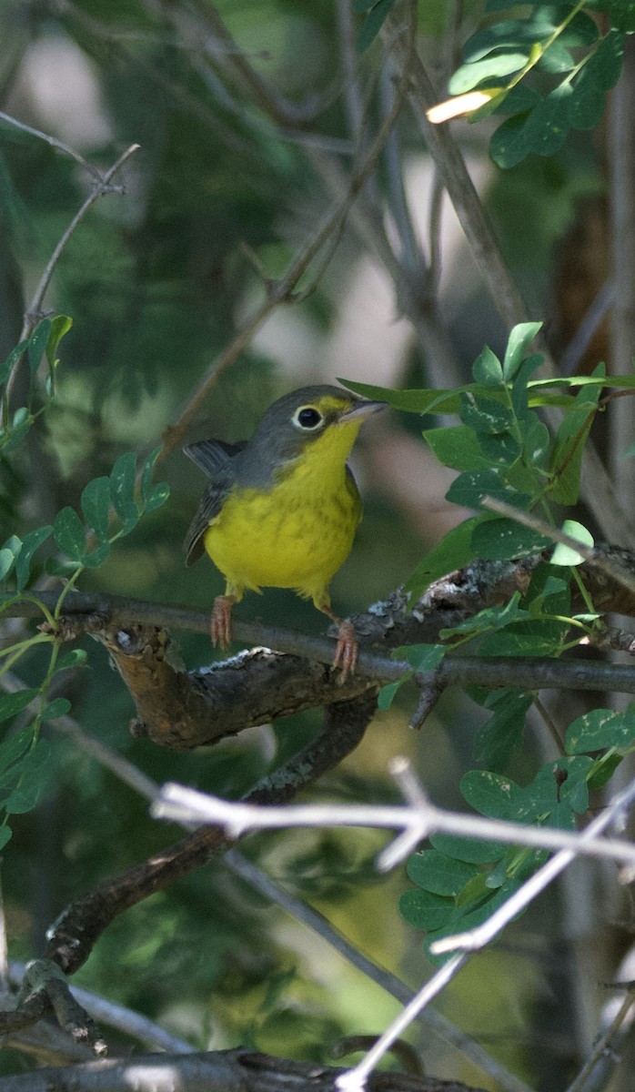 Canada Warbler - ML622712511