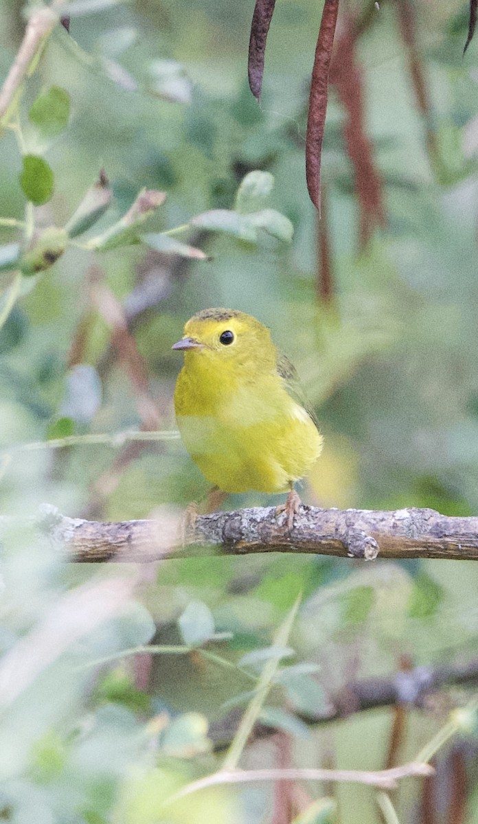 Wilson's Warbler - ML622712528