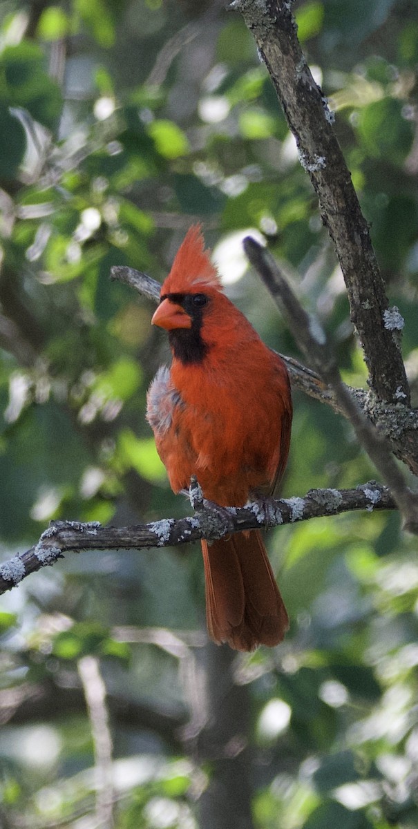 Northern Cardinal - ML622712534