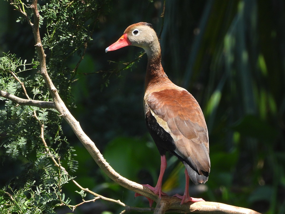 Black-bellied Whistling-Duck - Glenda Tromp