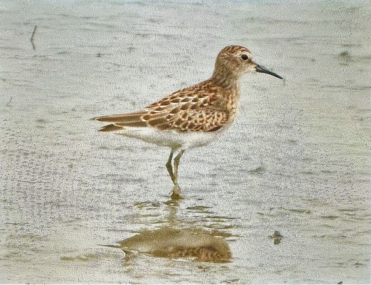 Least Sandpiper - ML622712553