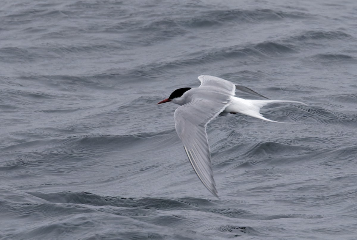 Arctic Tern - ML622712563