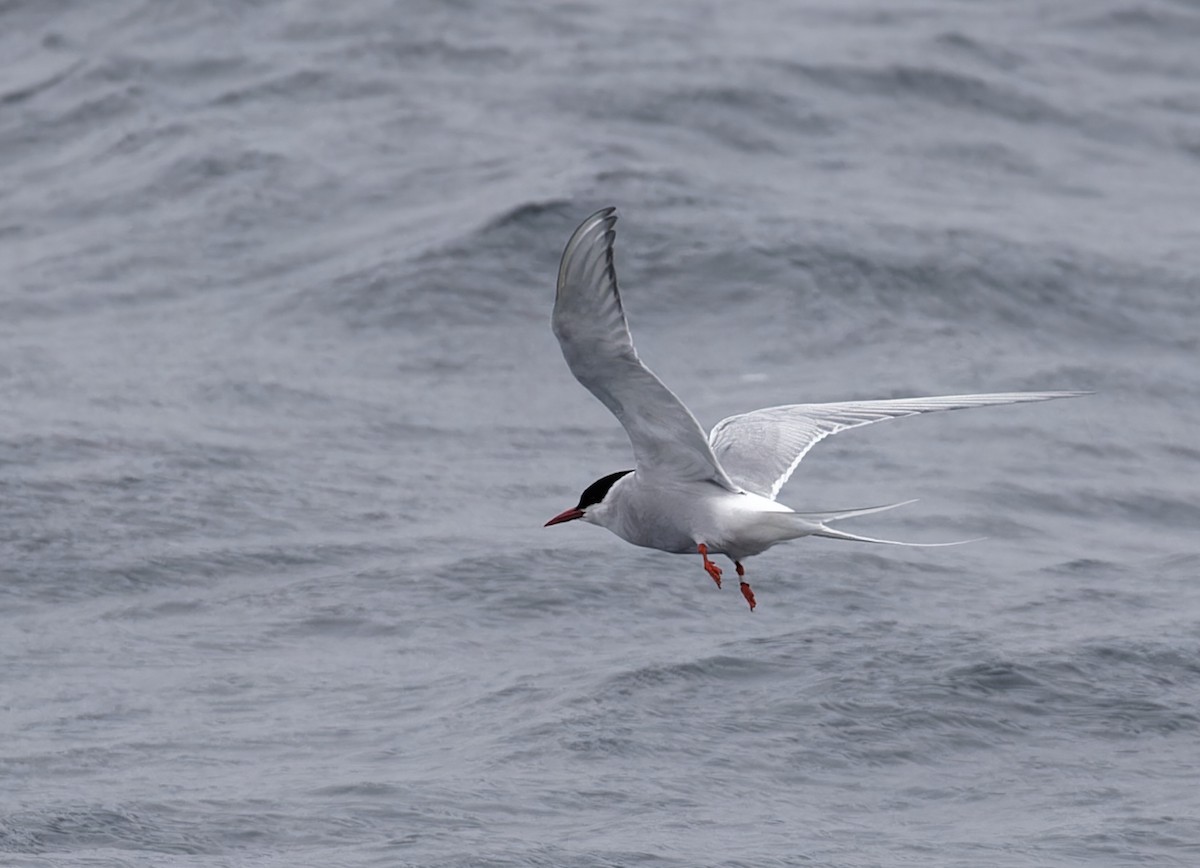 Arctic Tern - ML622712567