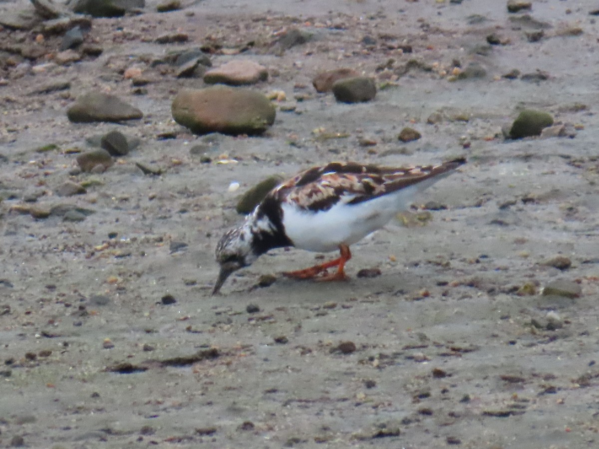 Ruddy Turnstone - ML622712580