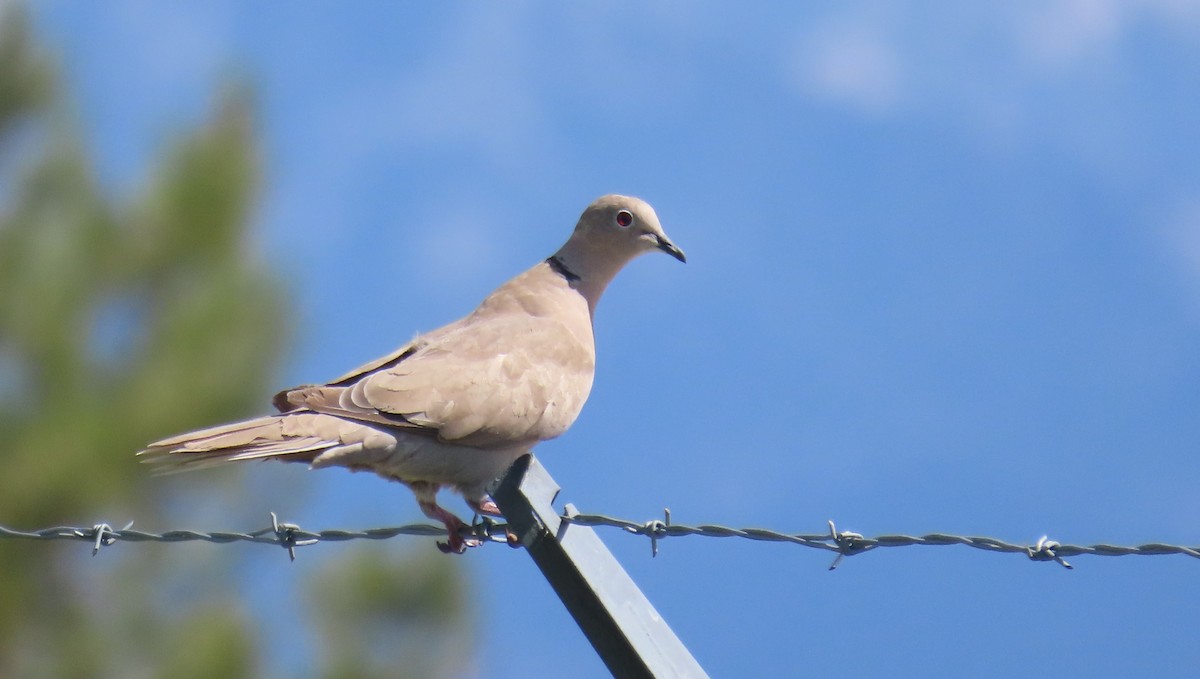 Eurasian Collared-Dove - ML622712597