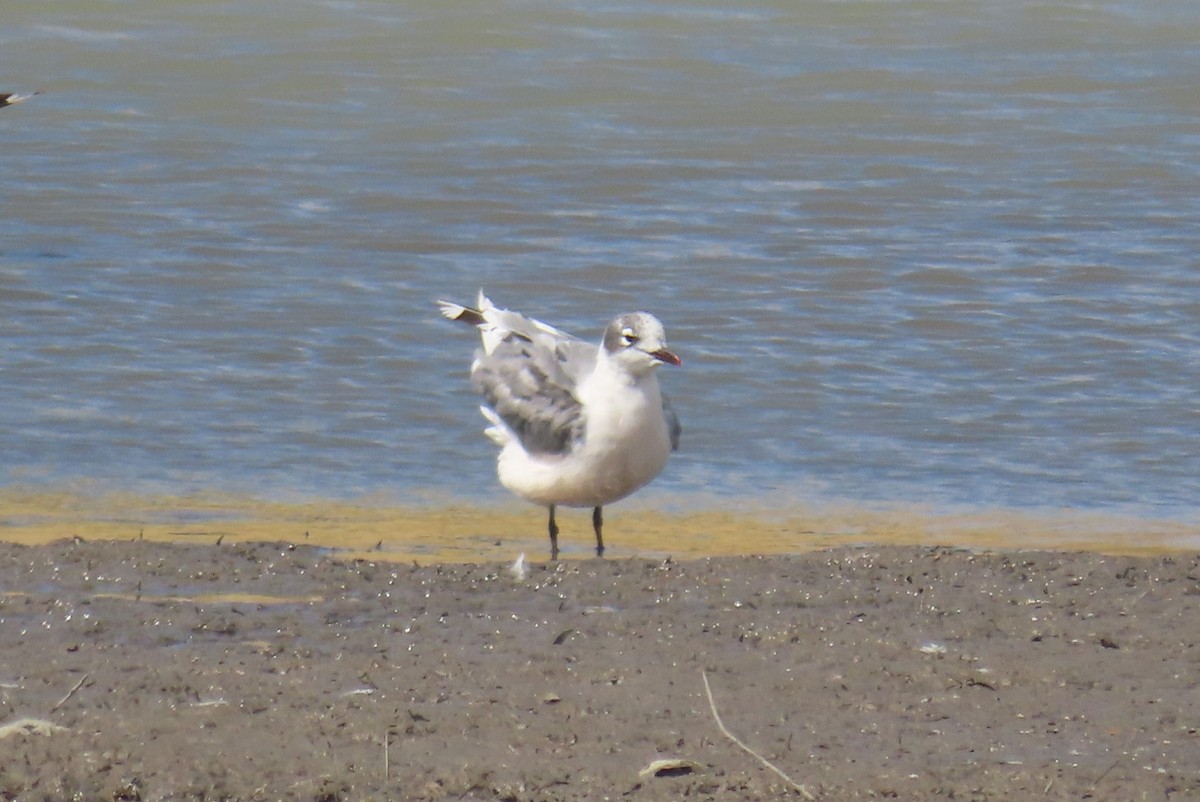 Franklin's Gull - ML622712612