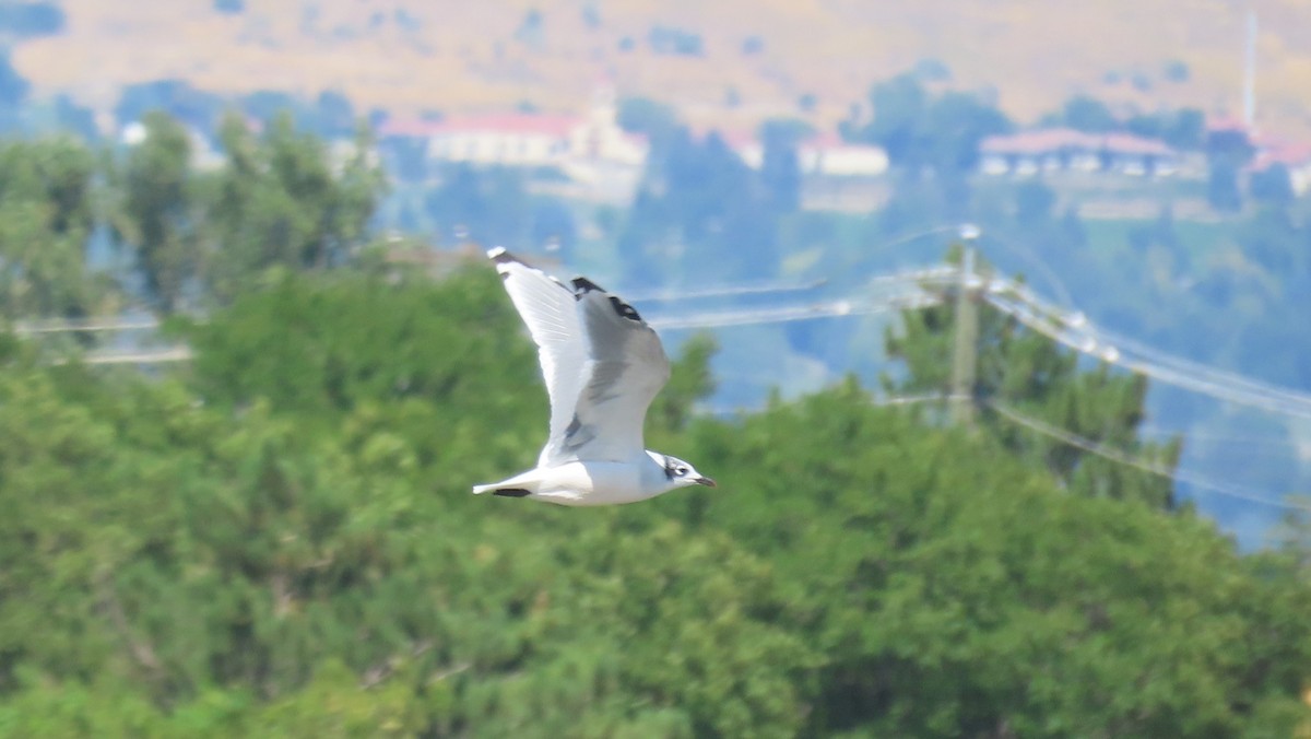 Franklin's Gull - ML622712614