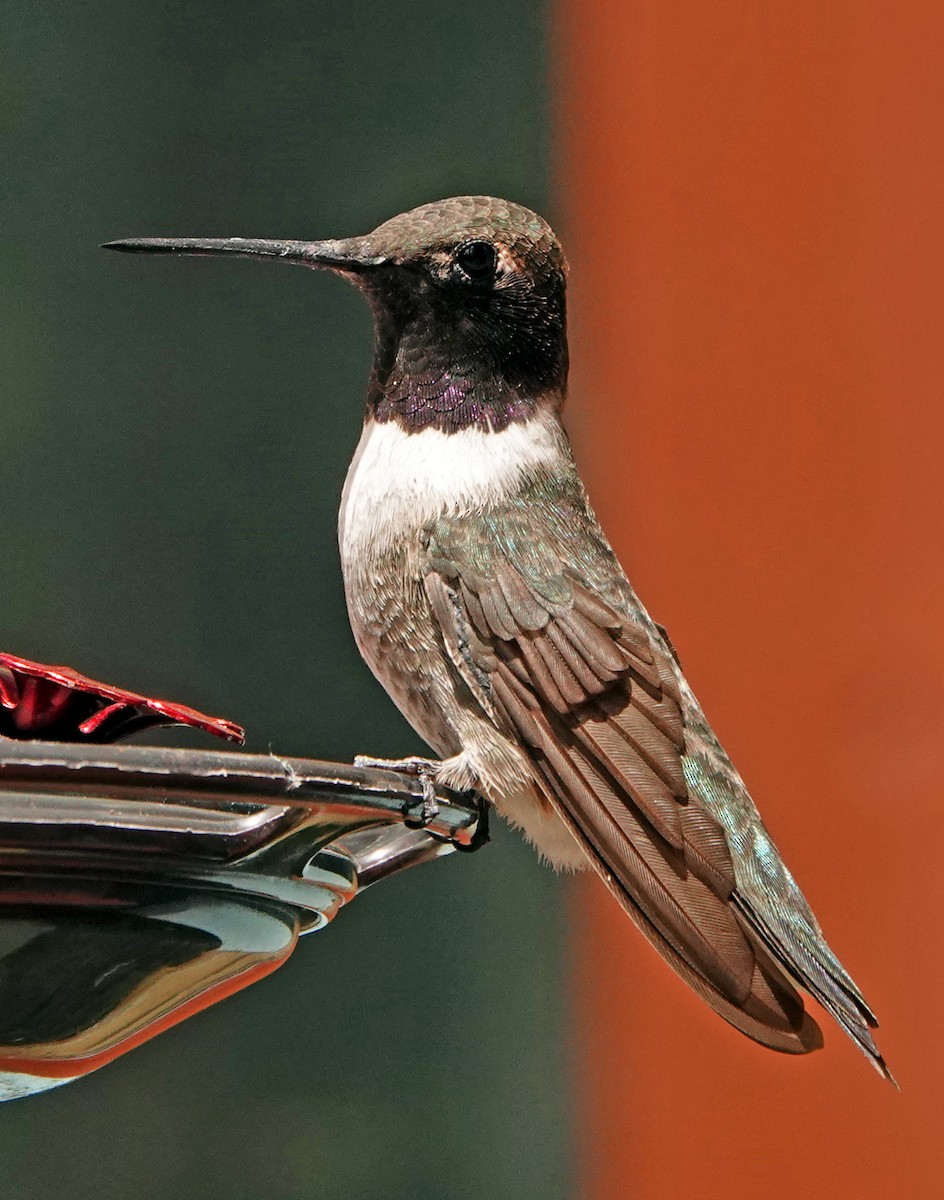 Black-chinned Hummingbird - ML622712675