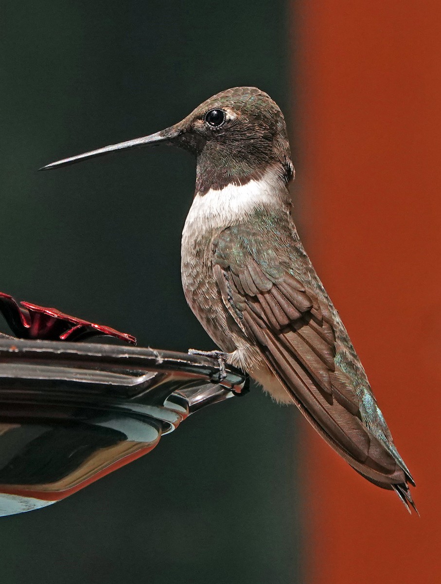 Black-chinned Hummingbird - ML622712676