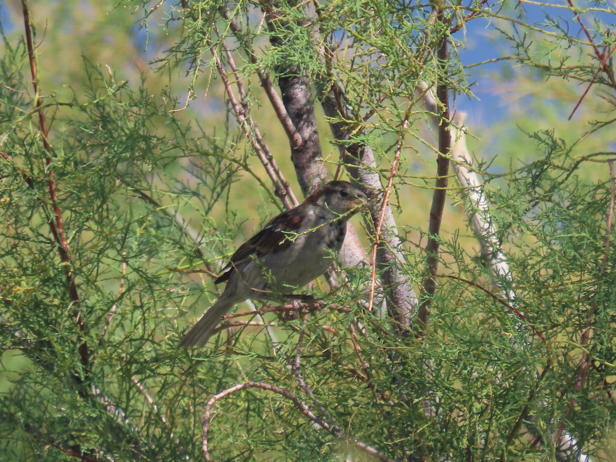 Moineau domestique - ML622712679