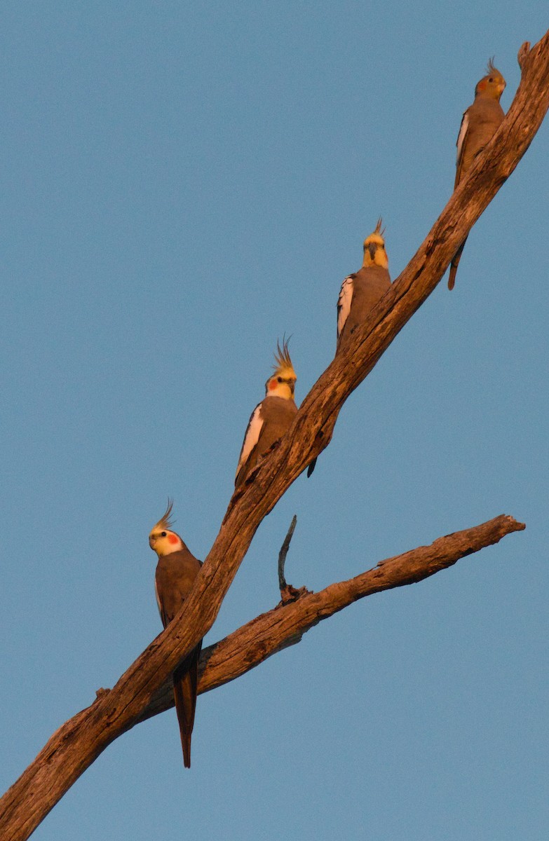 Cockatiel - ML622712682