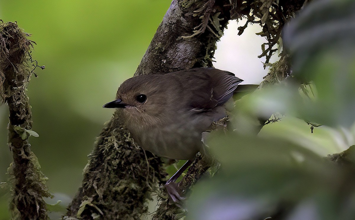 Large Scrubwren - ML622712704