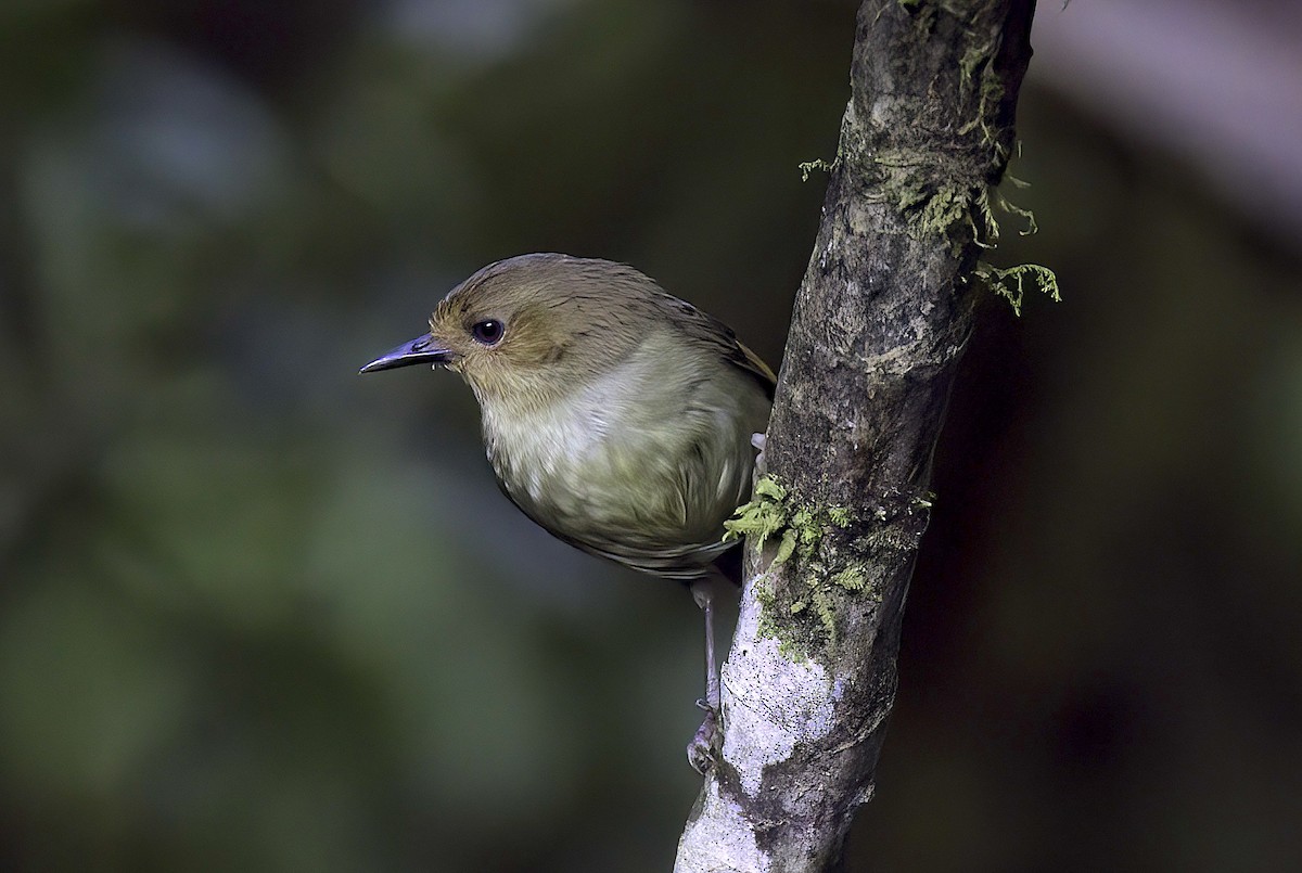 Large Scrubwren - ML622712705