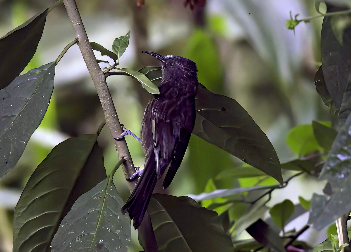 Gray-streaked Honeyeater - ML622712707