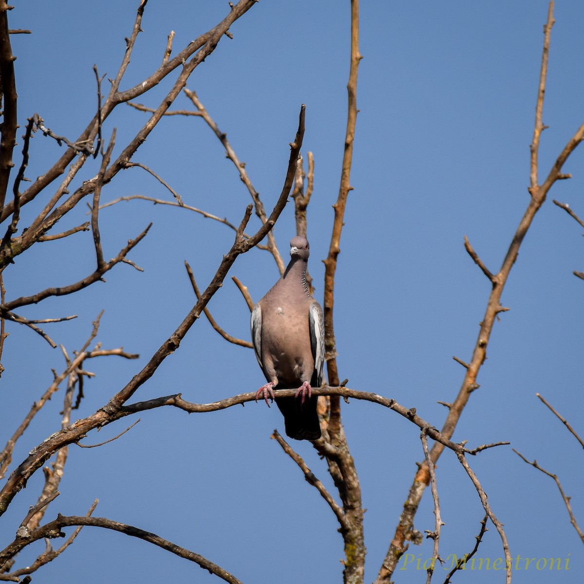 Picazuro Pigeon - ML622712730