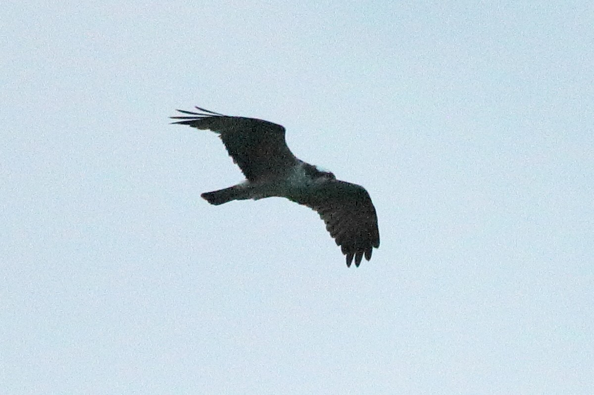 Osprey - ML622712972