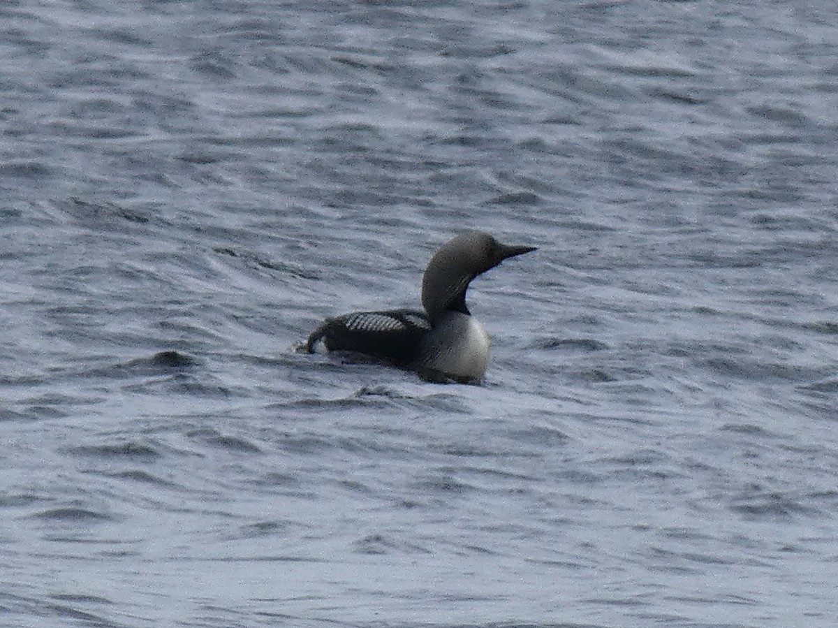 Arctic Loon - James Court