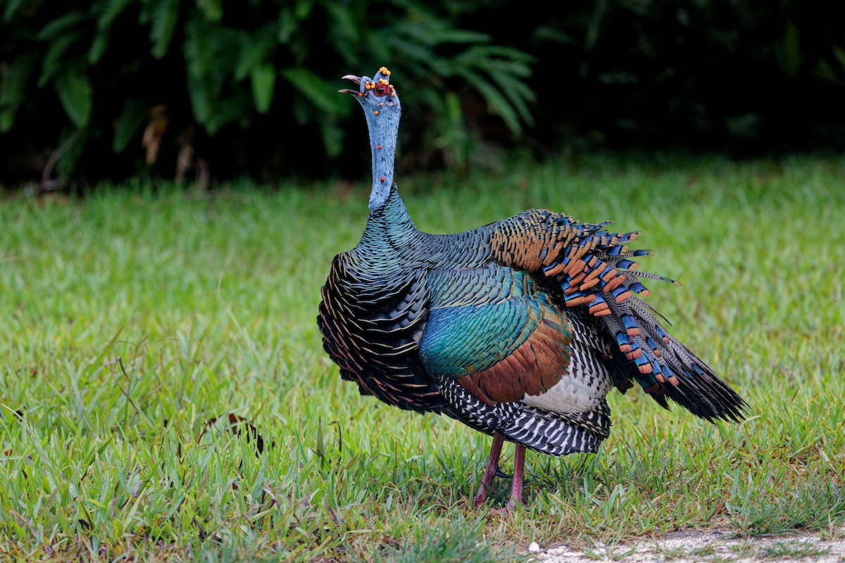 Ocellated Turkey - Marie-Pierre Rainville