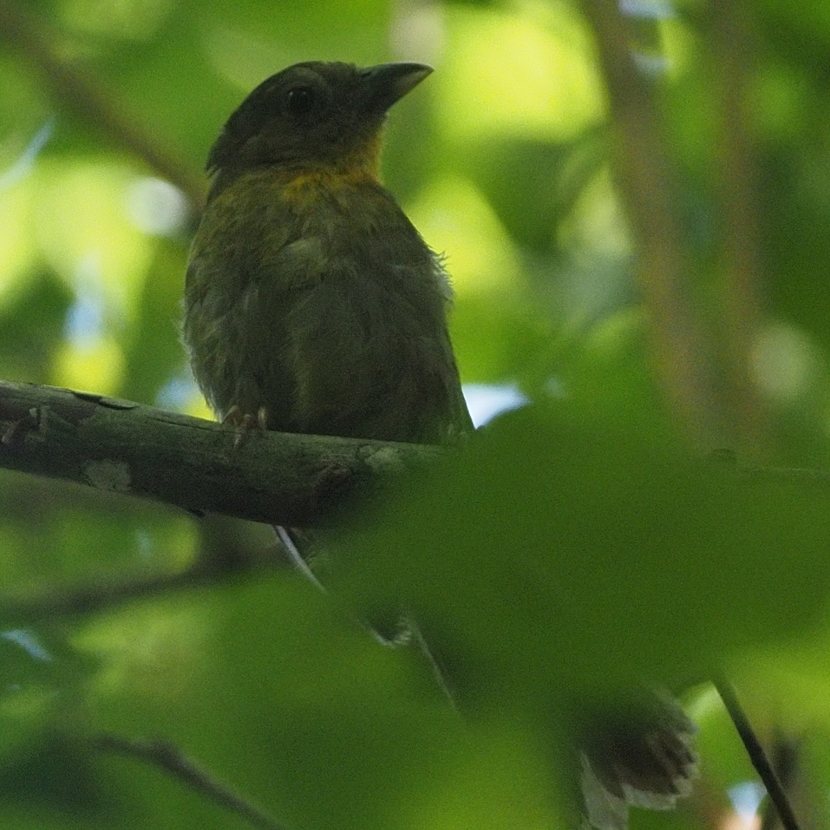 Streaked Saltator - Milton Paul