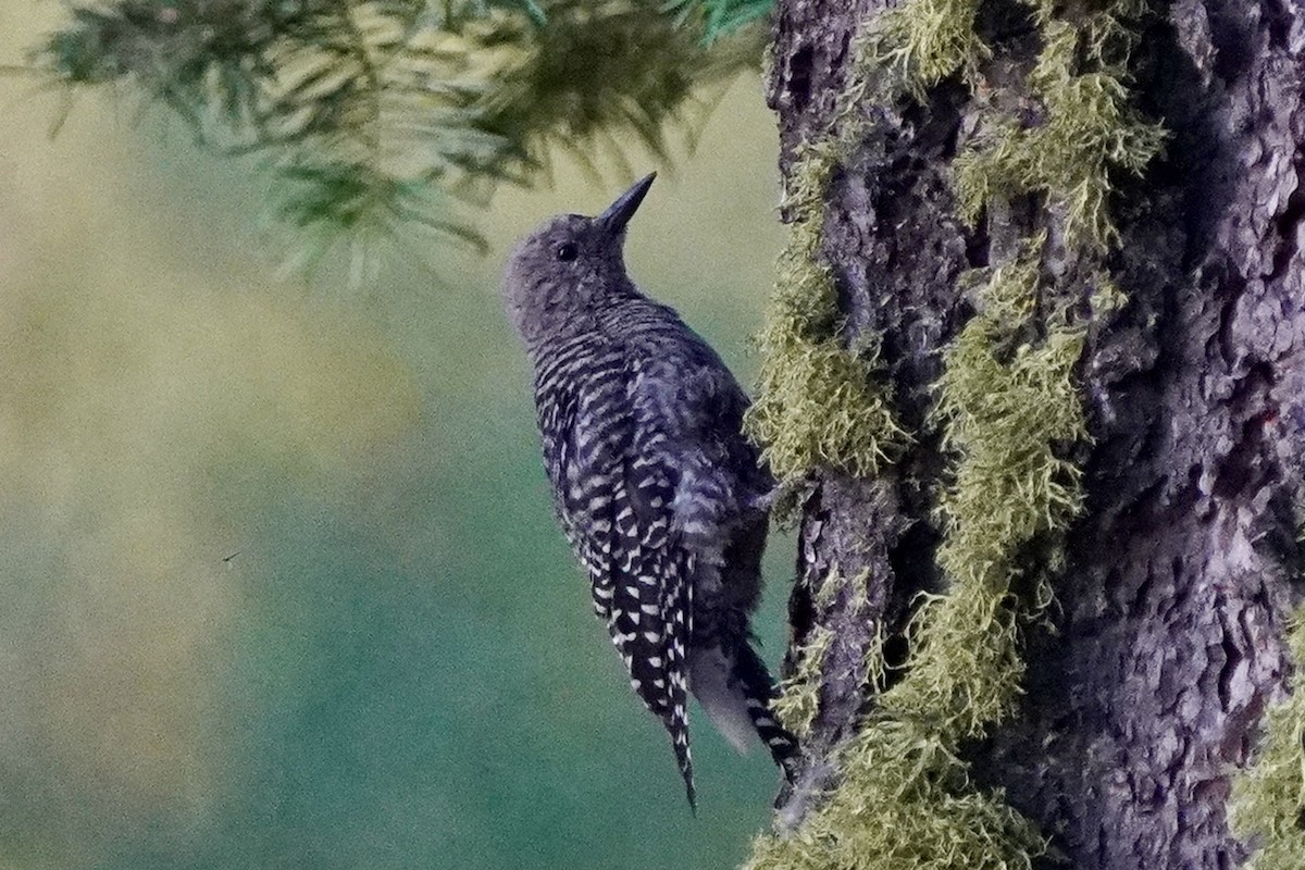 Williamson's Sapsucker - ML622713105