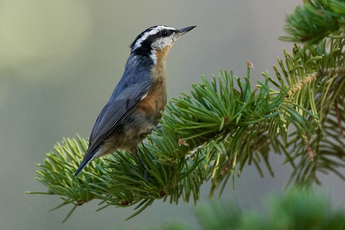 Red-breasted Nuthatch - ML622713121