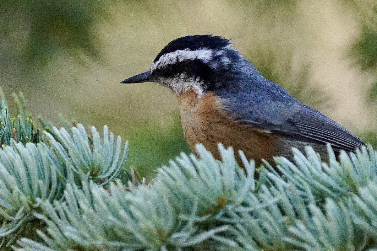 Red-breasted Nuthatch - ML622713125