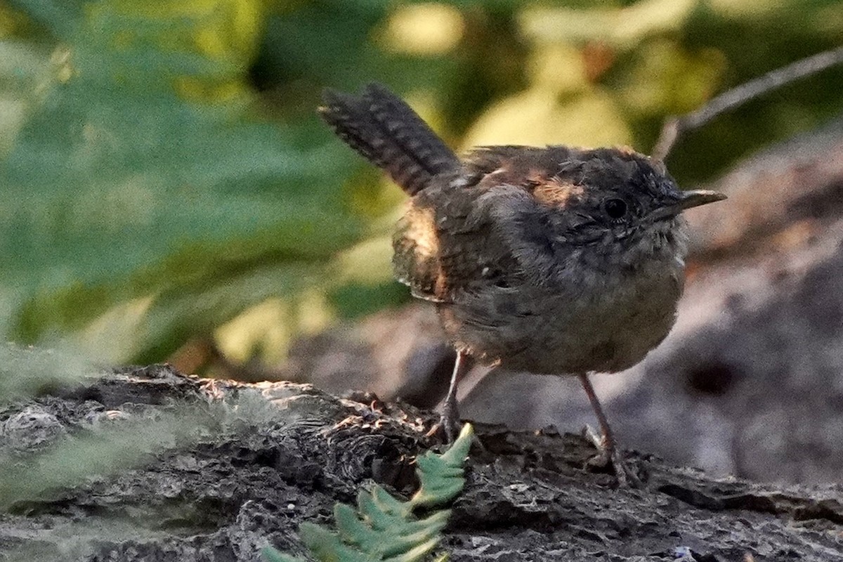 House Wren - ML622713137