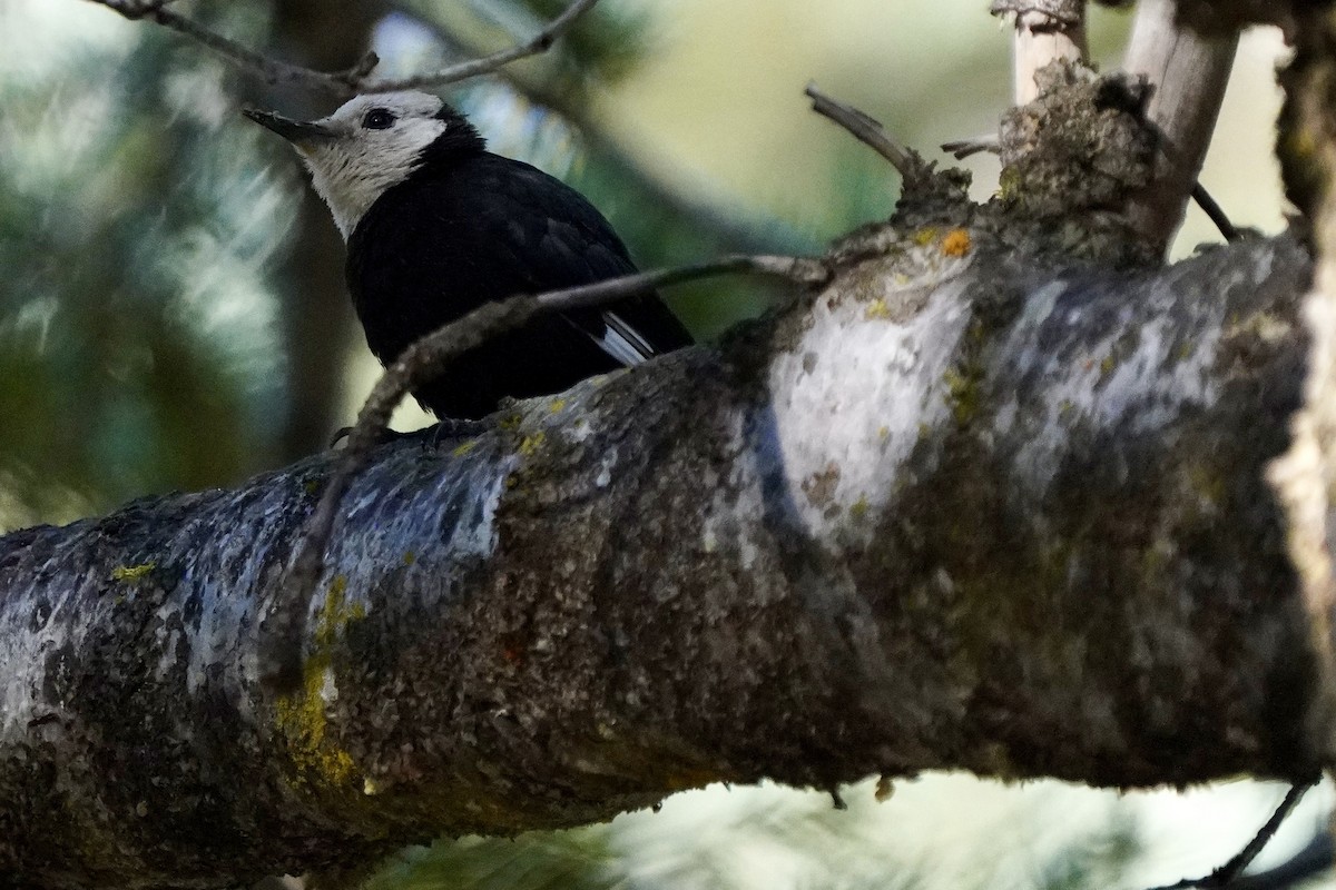 White-headed Woodpecker - ML622713208