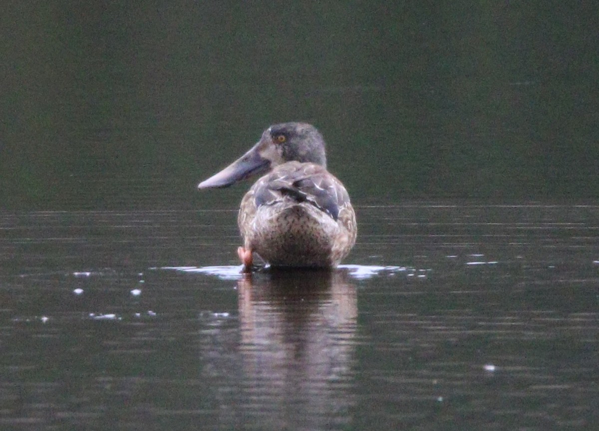 Northern Shoveler - ML622713286