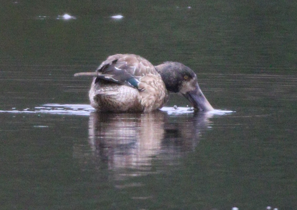 Northern Shoveler - ML622713288