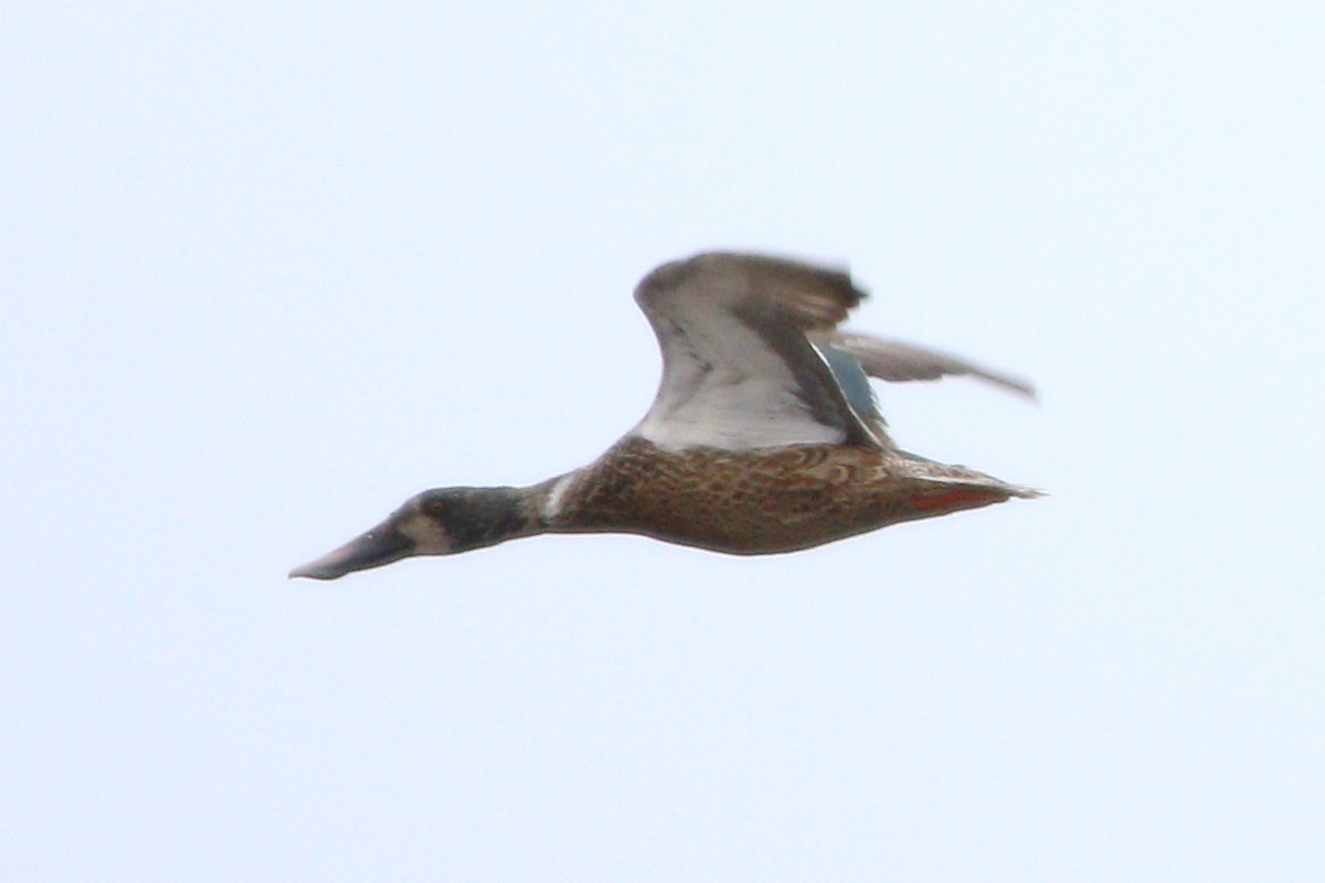 Northern Shoveler - ML622713289