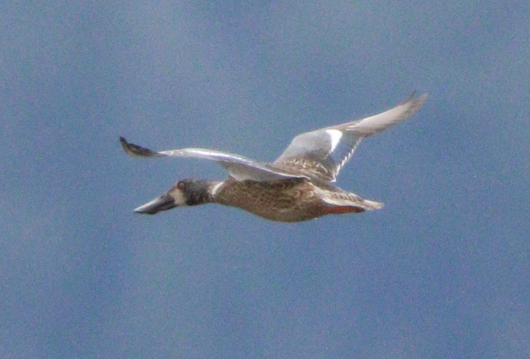 Northern Shoveler - ML622713290