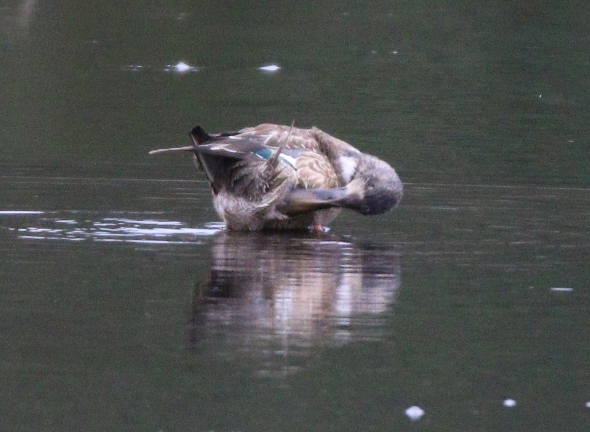 Northern Shoveler - ML622713292