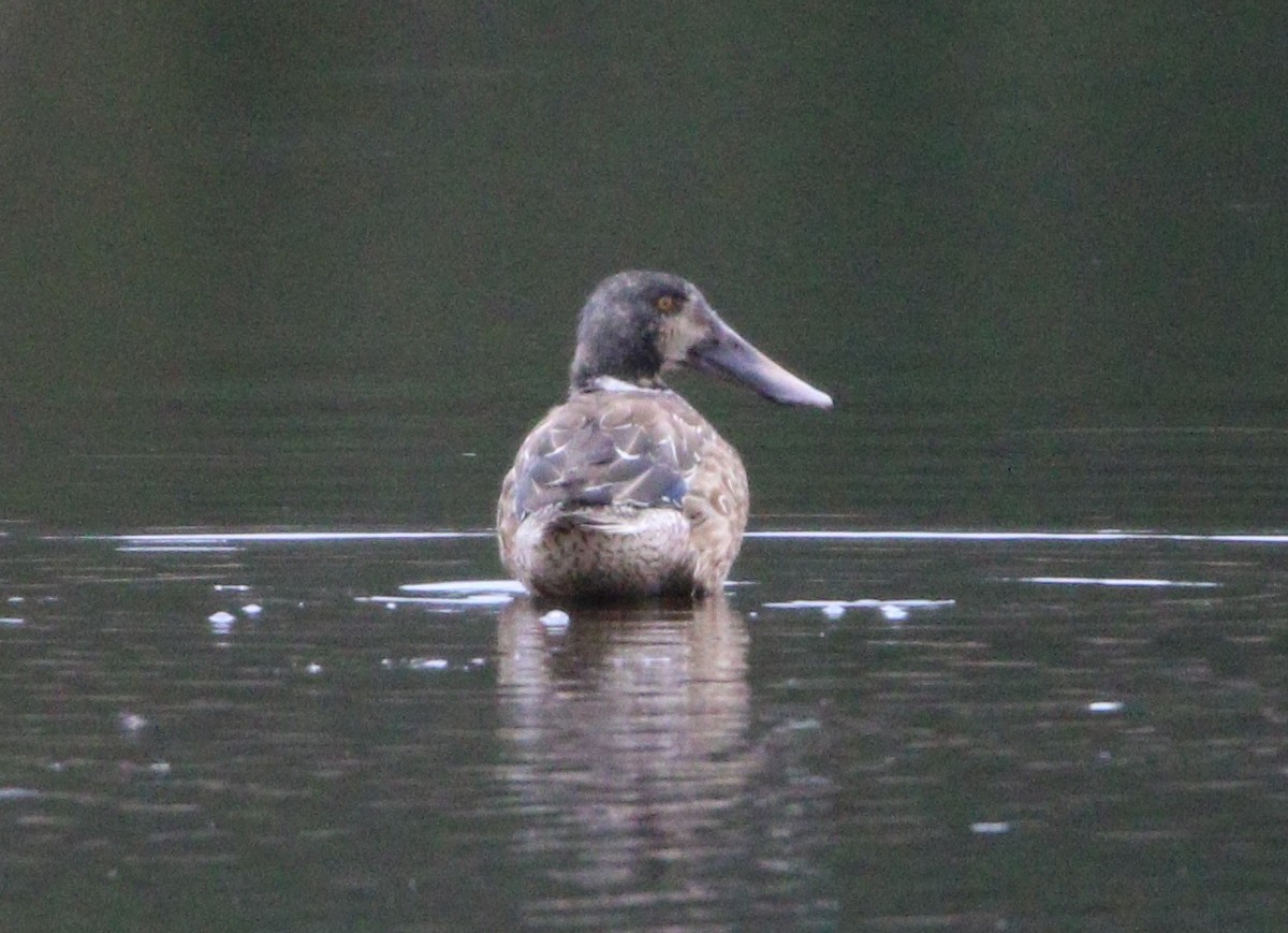 Northern Shoveler - Liam Ragan