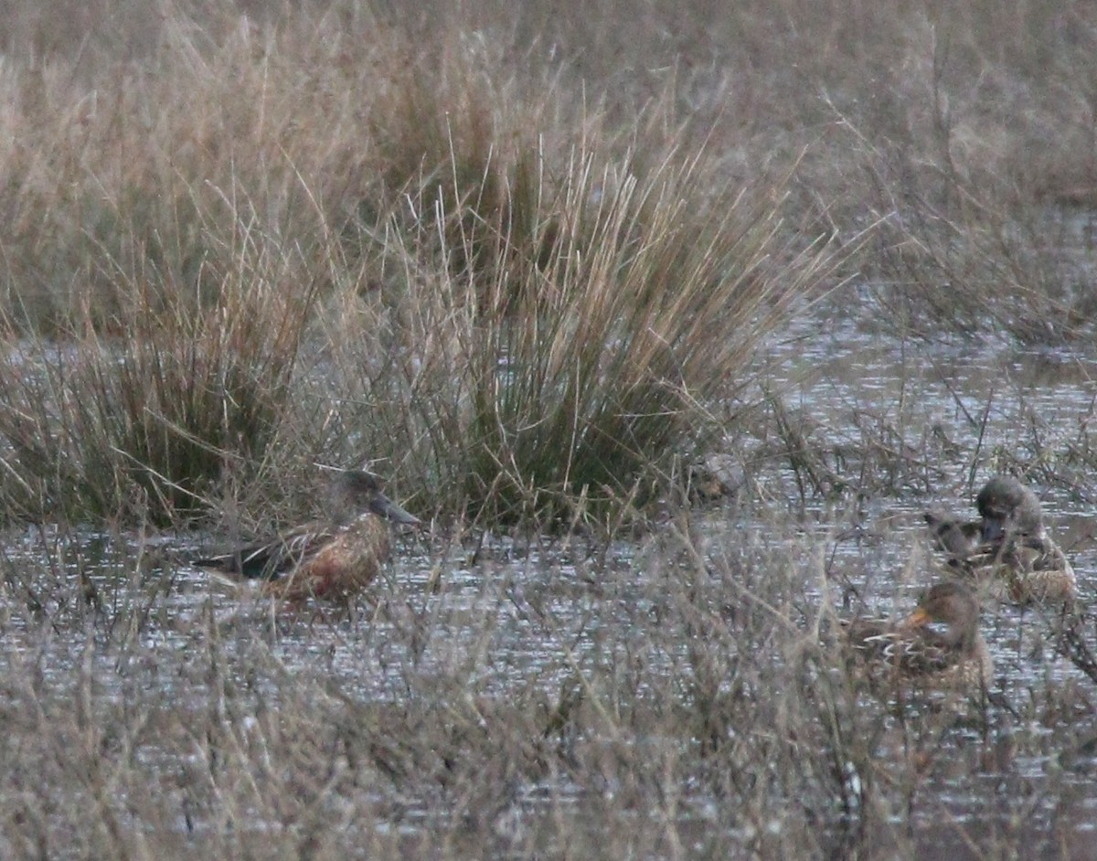 Northern Shoveler - ML622713294