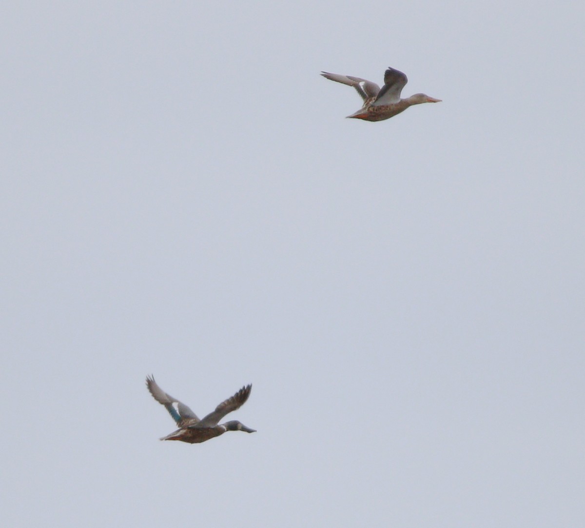 Northern Shoveler - ML622713295