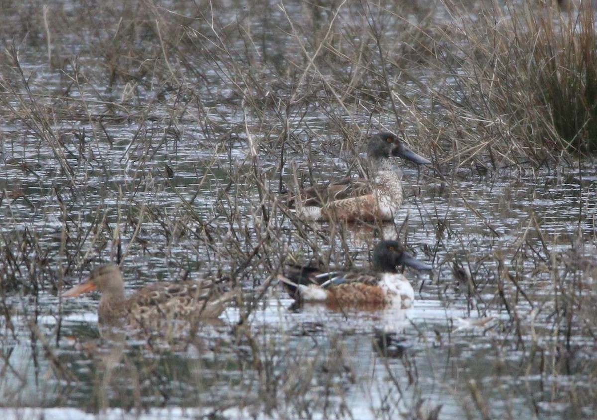 Northern Shoveler - ML622713296