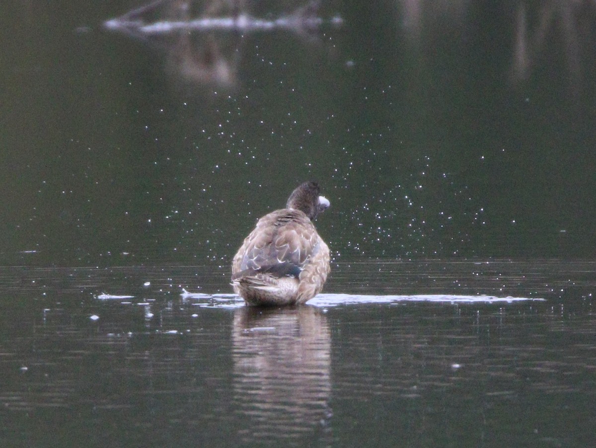 Northern Shoveler - ML622713297