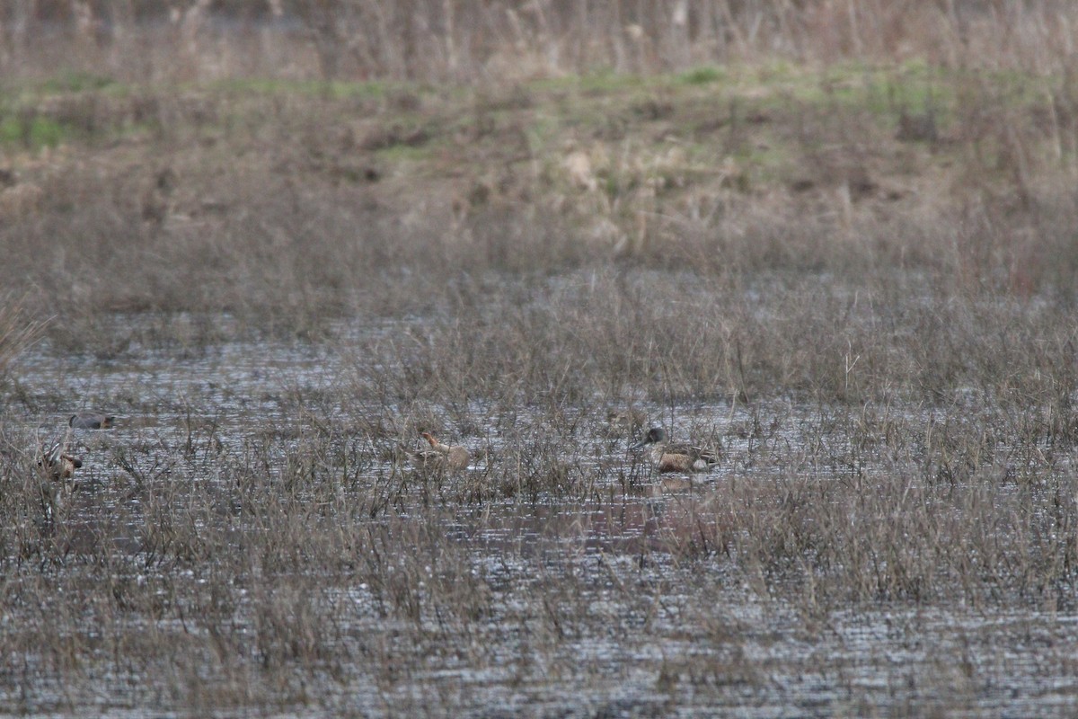 Northern Shoveler - ML622713300