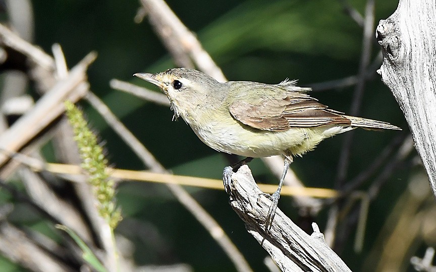 Warbling Vireo - ML622713396