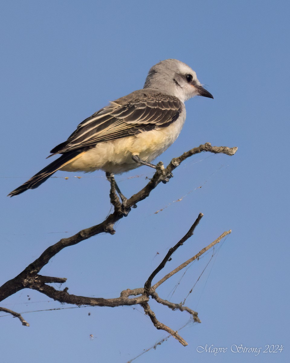 Scissor-tailed Flycatcher - ML622713397