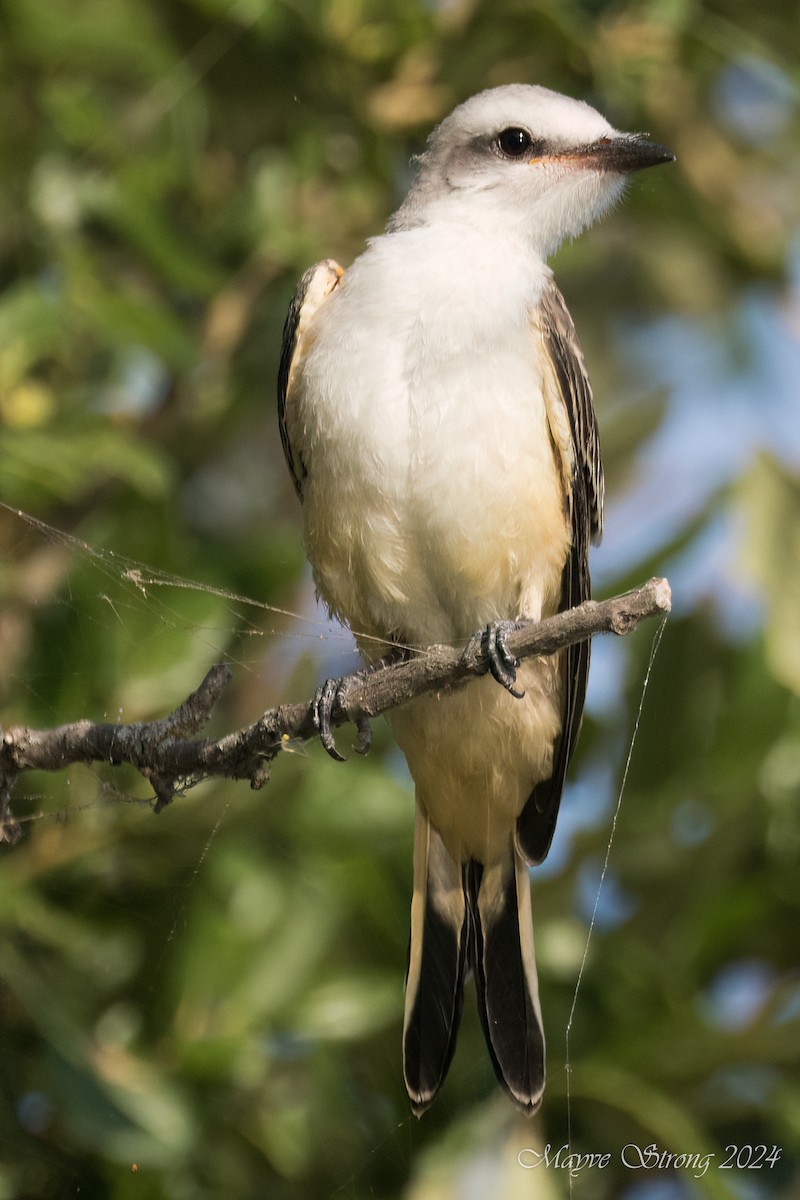 Scissor-tailed Flycatcher - ML622713398