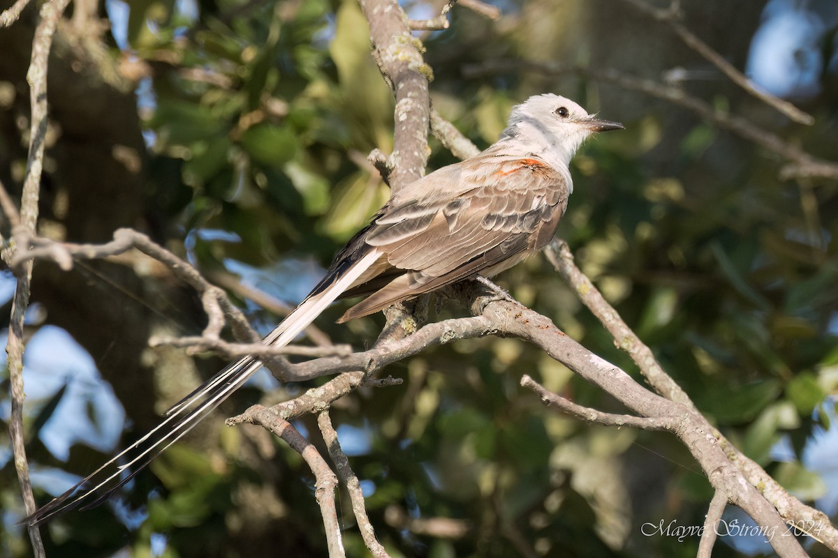 Scissor-tailed Flycatcher - ML622713399