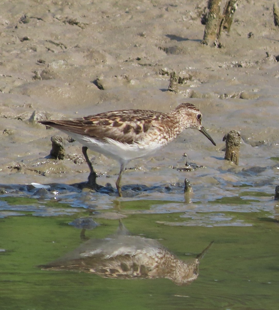 Least Sandpiper - ML622713420