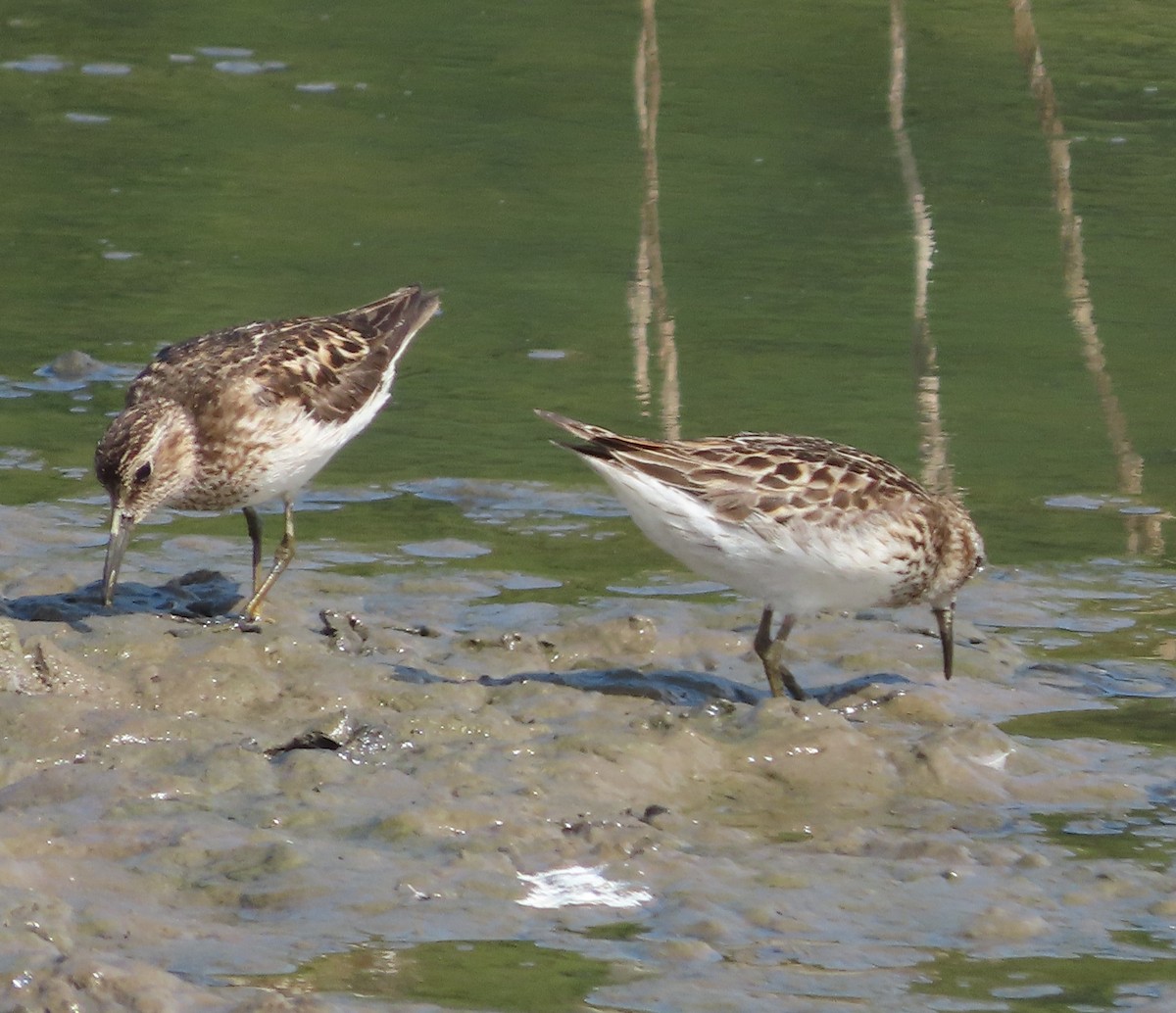 Least Sandpiper - ML622713422