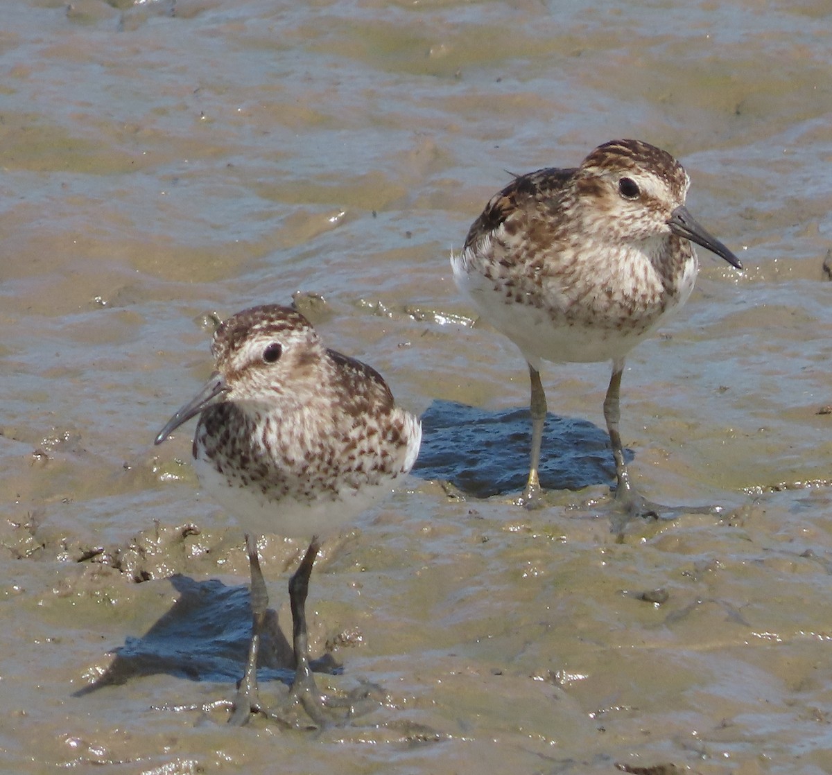 Least Sandpiper - ML622713423